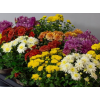 Long-lasting blooms in multiple colours (yellow, white, pink, red, purple)