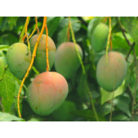 Enjoy sweet mangoes sooner
