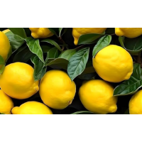 Juicy, tangy lemons ideal for cooking and drinks