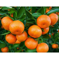 Sweet, Seedless Mini Mandarin Perfect for Pots & Small Gardens