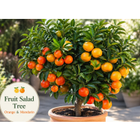 Fruit Salad Tree – Orange & Mandarin Multi-Grafted Citrus Plant