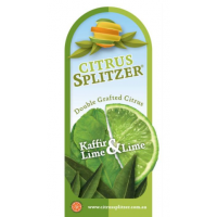 Fruit Salad Tree – Kaffir Lime & Lime Grafted Citrus Plant | 2-in-1 Citrus Tree for Pots & Gardens