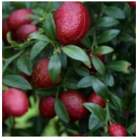 Native Finger Lime ‘Red Centre’ (Citrus australasica) – Grafted Australian Citrus | Gourmet Caviar Lime Plant