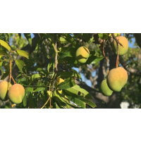 Premium Aussie Favourite for Sweet, Juicy Harvests