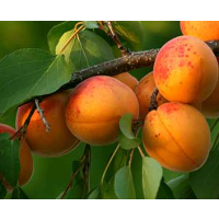 Grafted Apricot Glengarry Prunus armeniaca fruit tree with ripe orange apricots in home garden