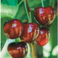Cherry ‘Royal Crimson’ – Self Pollinating Fruit Tree | Premium Sweet Cherry for Home Gardens