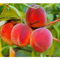 delicious sweet tropical
