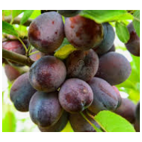 Sweet, juicy plums with excellent flavour