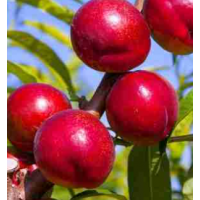 Smooth-skinned sweet nectarines