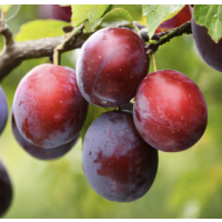Plum ‘Yarrahapinni Blood’ – Grafted Blood Plum Tree | Rich Flavour Dark Red Stone Fruit