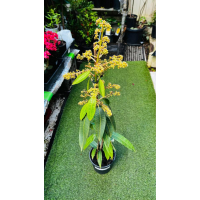 Carabao Mango (Filipino Mango) – Mangifera indica | Sweet Tropical Mango Tree for Home Gardens