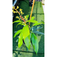King Thai Semi-Dwarf Grafted Mango Tree – Compact, High-Yield Tropical Mango for Home Gardens