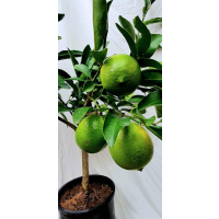 Grafted
