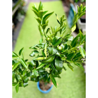 Imperial Grafted