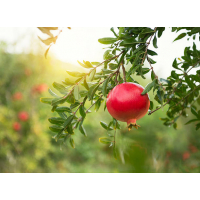 Griffith Pomegranate Tree – Punica granatum | Sweet, High-Yield Fruit Plant for Home Gardens