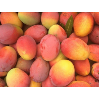 Sweet Aromatic Premium Florida Variety