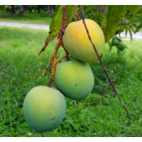 Early Season Sweet Mango – Smooth, Mildly Aromatic Florida Variety Perfect for Home Gardens
