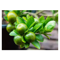 Compact Tropical Citrus – Tangy, Aromatic Fruits Perfect for Cooking & Drinks