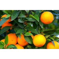 Sweet, Seedless Easy-Peel Mandarin – Compact High-Yield Grafted Citrus Tree