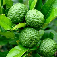 Citrus hystrix