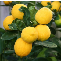 Compact, Sweet-Skinned Lemon Tree – Perfect for Pots & Year-Round Harvest