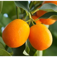 Compact Ornamental Citrus – Sweet Peel & Tangy Flesh Mini Fruits for Pots & Gardens