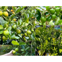 Seedless Juicy Lime Tree – High-Yield Compact Citrus Ideal for Pots & Cooking