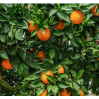 Sweet Juicy Seedless Orange – High-Yield Dwarf Citrus Ideal for Juicing & Fresh Eating