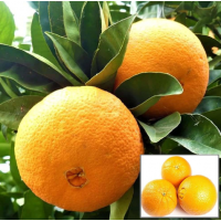 Sweet Seedless Navel Orange – Classic Juicy Citrus Ideal for Fresh Eating & Pots
