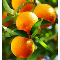 Sweet, Easy-Peel Mandarin – Low Seed, High-Yield Compact Citrus Tree for Pots