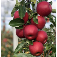 Low Chill, Crisp Sweet Apple – High-Yield Dwarf Variety Ideal for Warm Climates & Pots