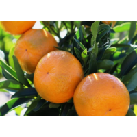 Premium Seedless Easy-Peel Mandarin – Sweet, Juicy Japanese Variety Ideal for Pots & Small Gardens