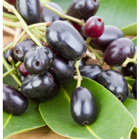 Sweet tangy purple jamun fruit with rich flavour