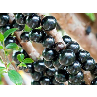 Rare Exotic Fruit Tree – Grape-Like Fruits Growing Directly on the Trunk (Cauliflorous Fruiting)