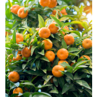 Imperial Grafted