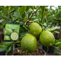 Highly Aromatic Indian Lime – Unique Fragrance, Tangy Juice & Culinary Favourite