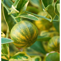 Rare Variegated Citrus – Cream-Green Foliage with Tangy Aromatic Fruits