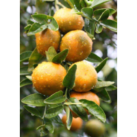Premium Late-Season Mandarin – Sweet, Easy-Peel, High-Yield Mature Tree