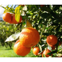 Premium Sweet Seedless Orange – Mature Fruiting Tree with Easy-Peel Juicy Fruits