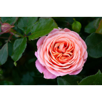 Lorraine Lee Hybrid Tea Rose – Elegant Pink Blooms & Fragrant Garden Rose for Home Gardens