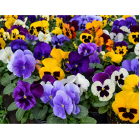 Compact Seasonal Flowering Plants | Mass Colour Blooms | Cool Climate Hardy Flowers