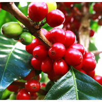 Premium Coffee Variety – High-Quality Red Catuai Selection with Aromatic Beans & Ornamental Appeal