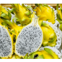 Rare Super Sweet Yellow Dragonfruit – Exotic Climbing Cactus with High-Yield Tropical Fruit