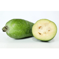 Premium Feijoa Selection – Sweet Aromatic Pineapple Guava with High Yielding Evergreen Growth