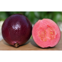 Rare Purple-Fruited Guava – Sweet Aromatic Tropical Variety with High Nutritional Value