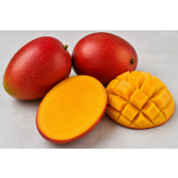 Compact Grafted Mango Tree – High Yield, Premium Sweet Fruit, Ideal for Small Gardens & Pots