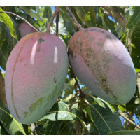 Late-Season Premium Mango – Large, Sweet, Fibreless Fruits on Compact Semi-Dwarf Tre