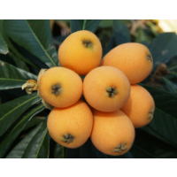 Rare Brown-Skinned Loquat Variety – Sweet Juicy Subtropical Fruit Tree with Early Harvest