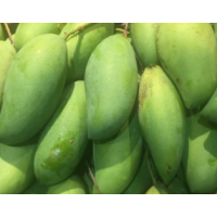 Premium grafted mango variety