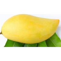 True dwarf grafted mango variety